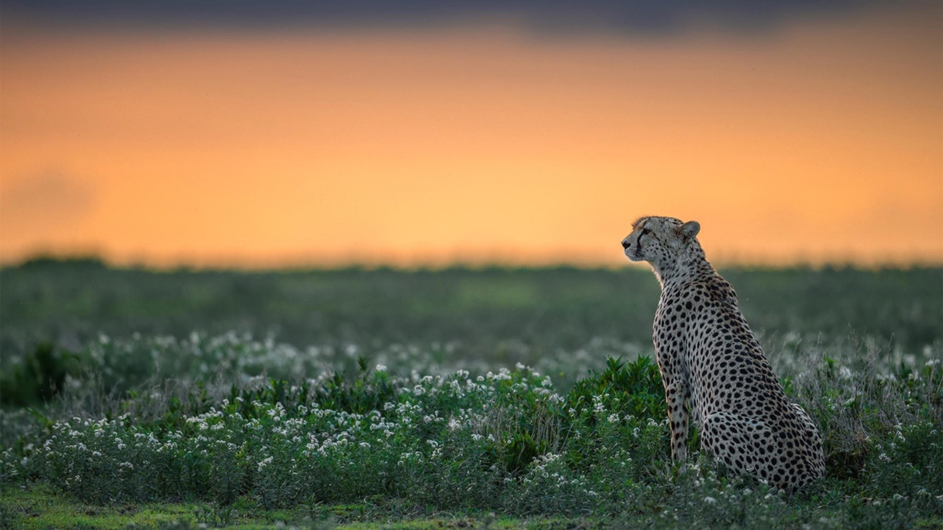 AYX GAME-一带一路极限运动赛事：促进文化交流