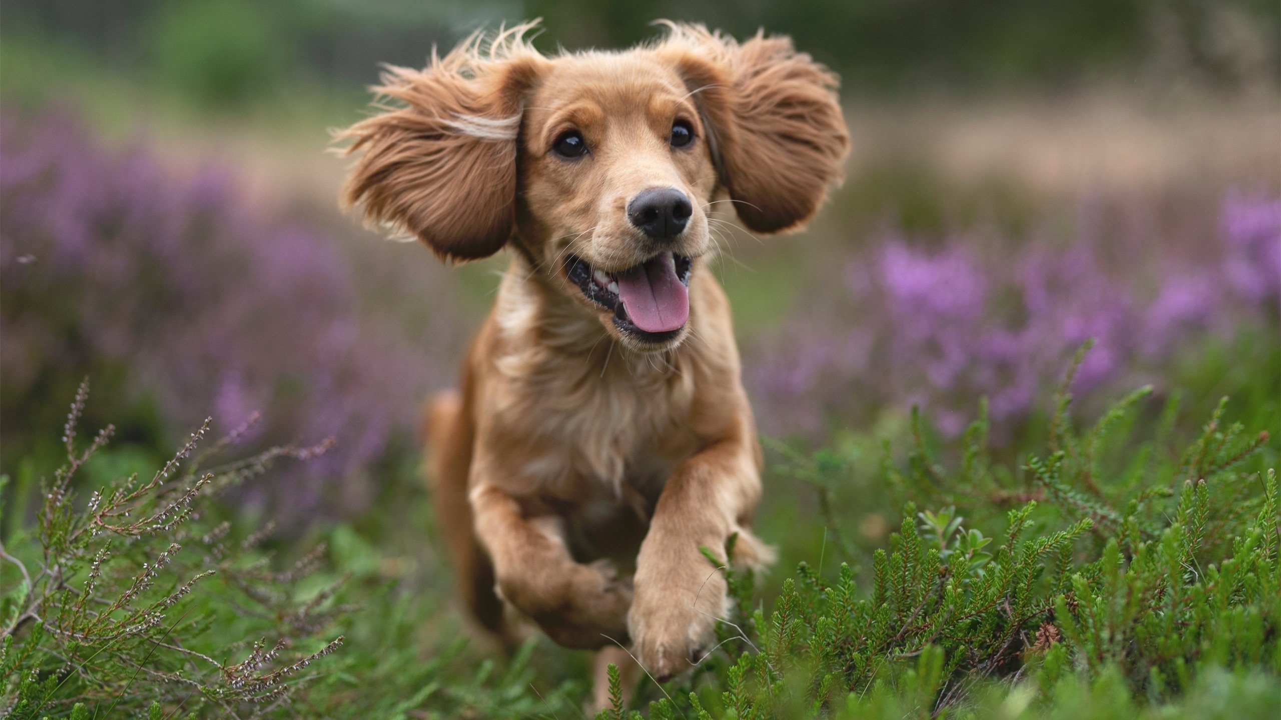 爱游戏 电竞-克罗地亚队在巴黎奥运会手球比赛中多次利用边路进攻，克罗地亚奥运落选赛