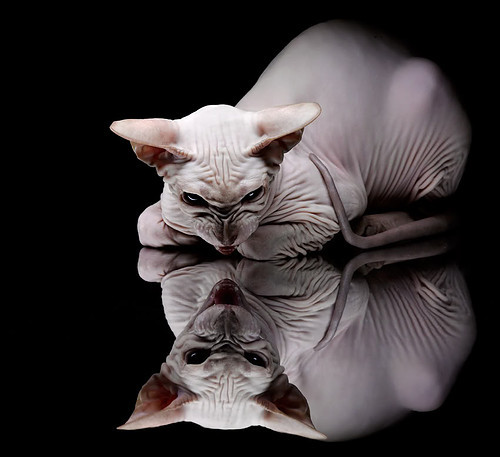 爱游戏登录入口-奥运赛场，日本队展现铁血精神！，日本奥运会参赛队