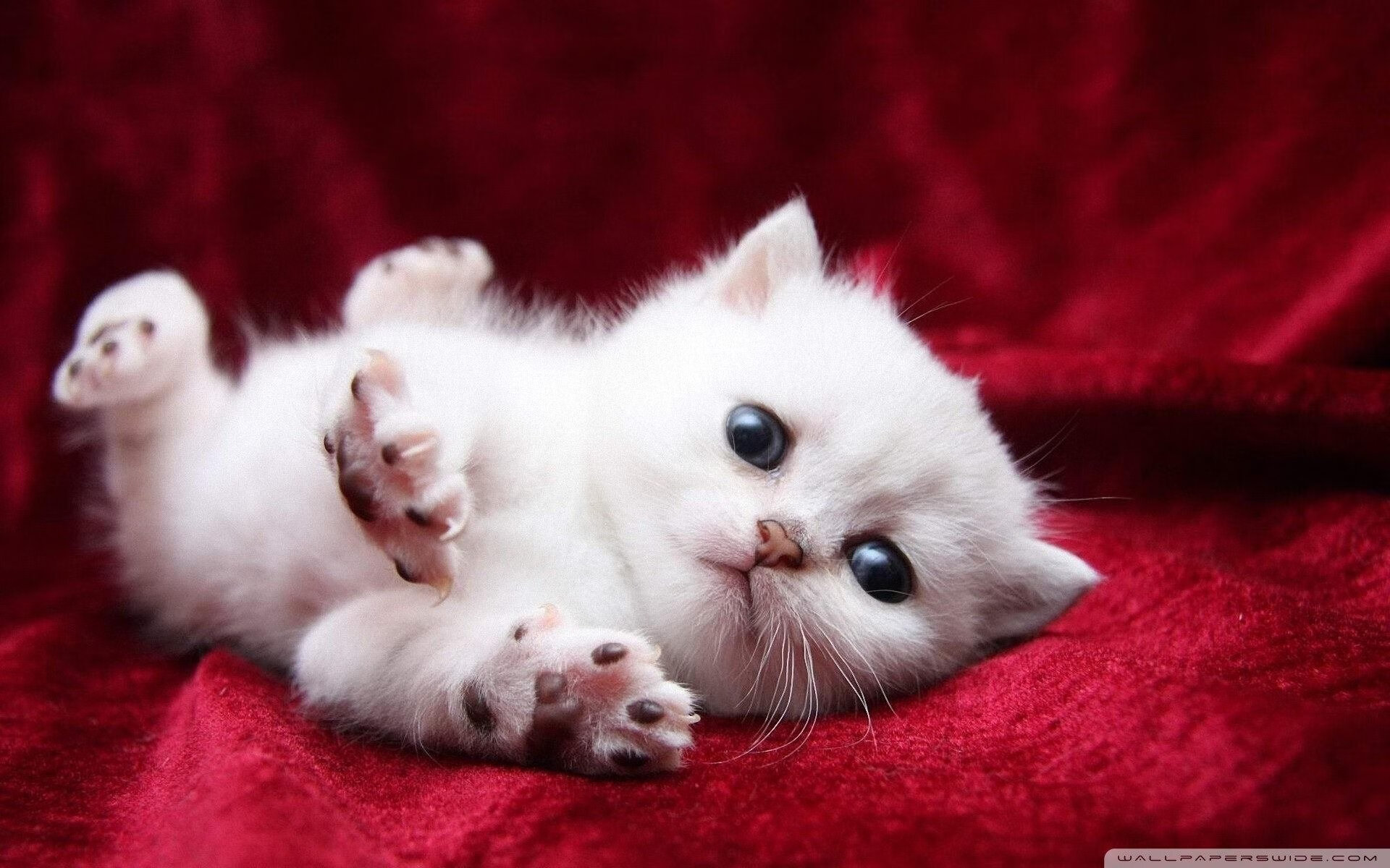 AYX SPORTS-战术大战：教练PK看谁更胜一筹，教练布置战术