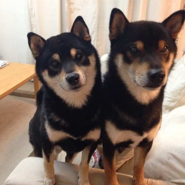 爱游戏下载-草原骑马表演赛，传统文化与运动融为一体，草原骑马比赛