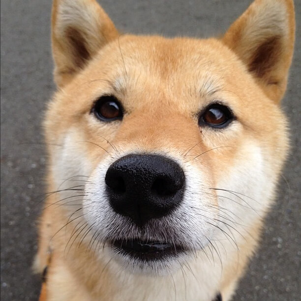 爱游戏app下载-EDG战队体能训练强化成果显著，edg训练室