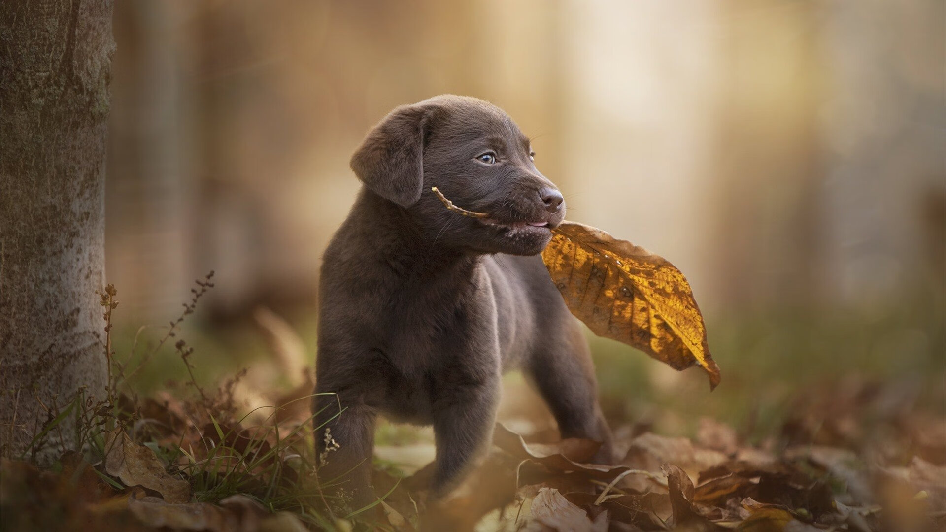 从期待到失望:法国男足奥运征程纪实,奥运会法国队男足