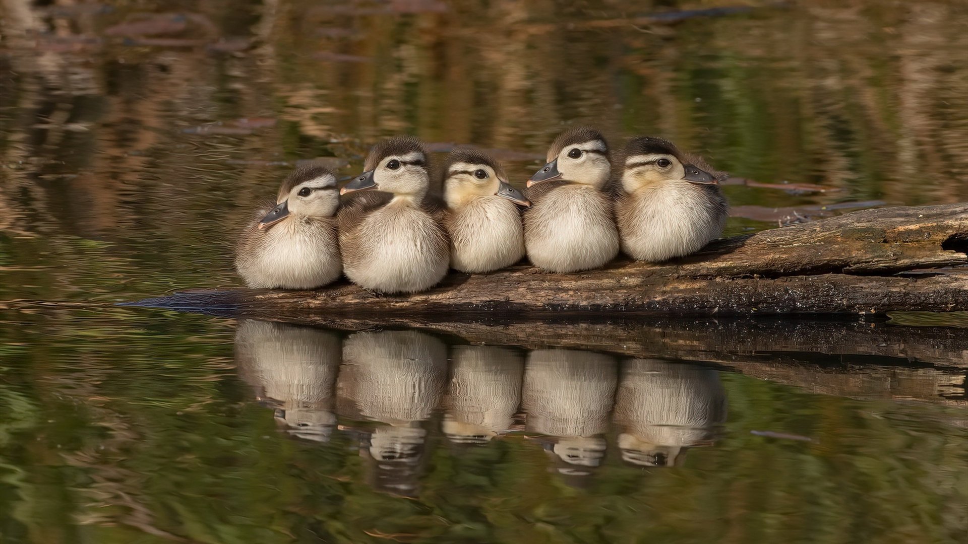 爱游戏app-国家队欧国联战绩喜人，砥砺欧锦赛夺冠梦想，欧国联和欧锦赛的区别