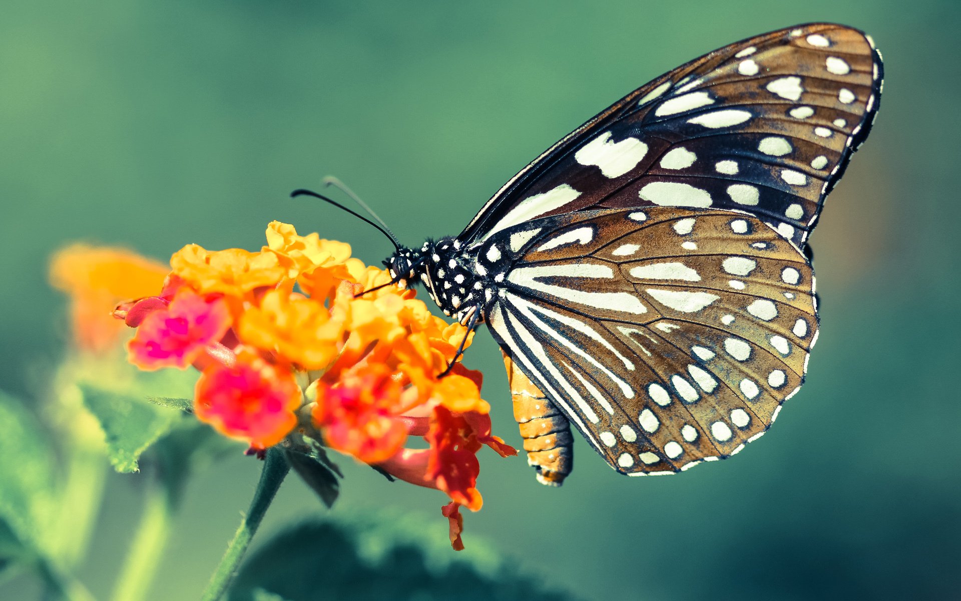 爱游戏体育APP下载-对手教练吐槽：塞内加尔球员雪地奔跑像猎豹，塞内加尔国家队百科