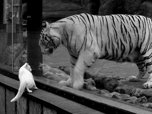 爱游戏体育平台-快船队方阵年轻有朝气，或许会有惊喜，快船队出场视频