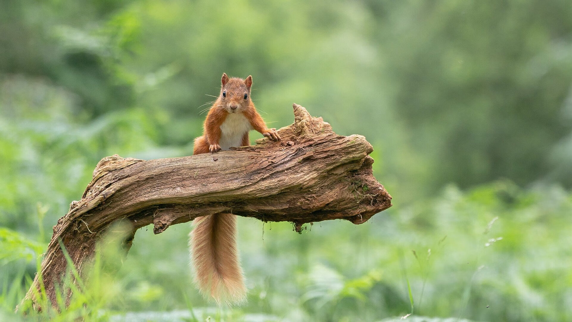 爱游戏官方网站-汉堡球队客场失利，排名略有下滑，汉堡球队历史著名球星