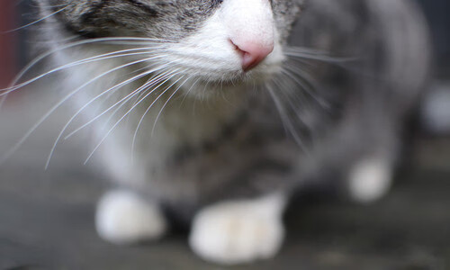 爱游戏电竞官网-阿斯顿维拉主场击败桑德兰，历史首次获胜，球队士气大涨，阿斯顿维拉 球星