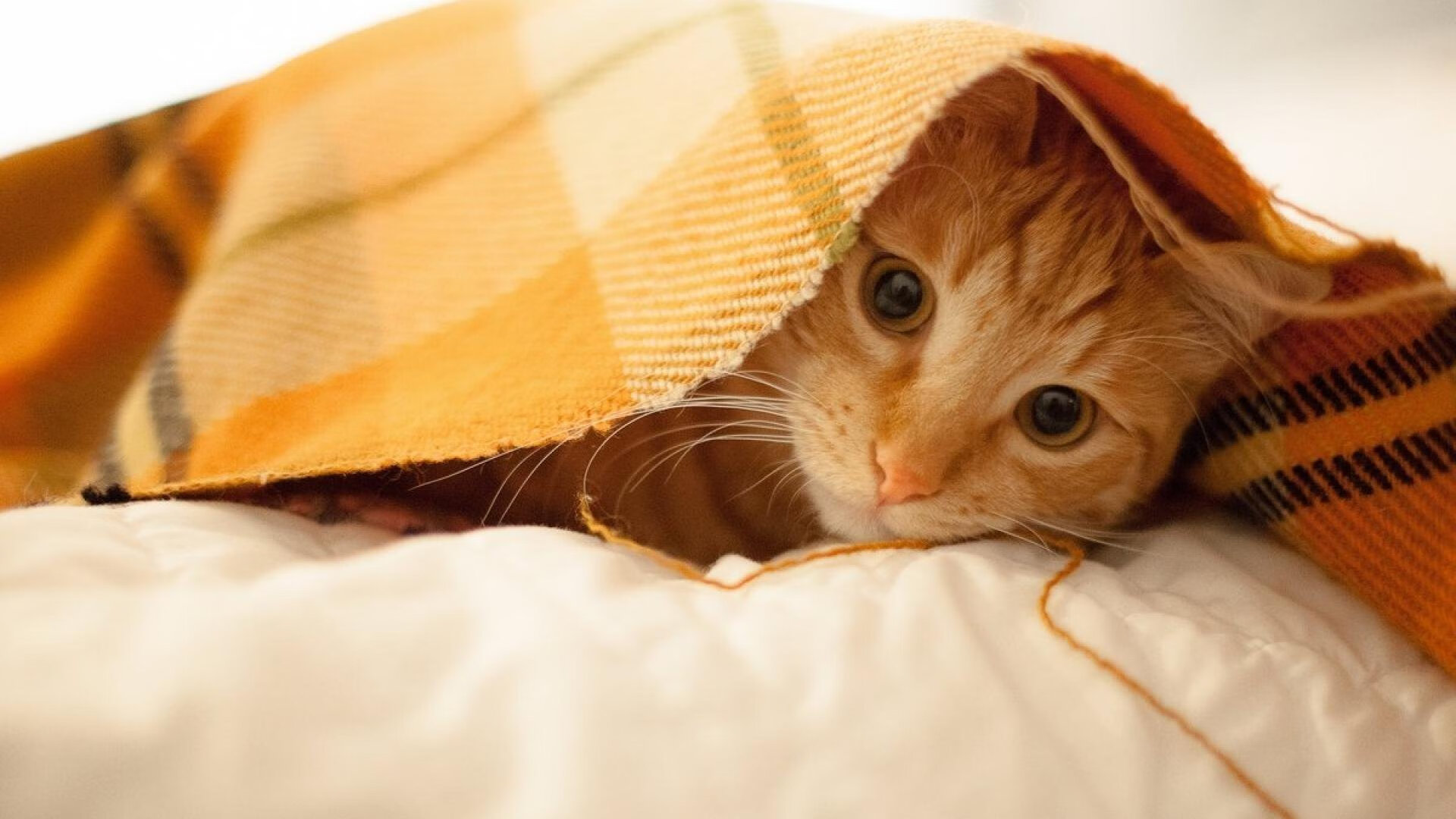 黄蜂队赛季目标逐步实现,黄蜂队新赛季阵容