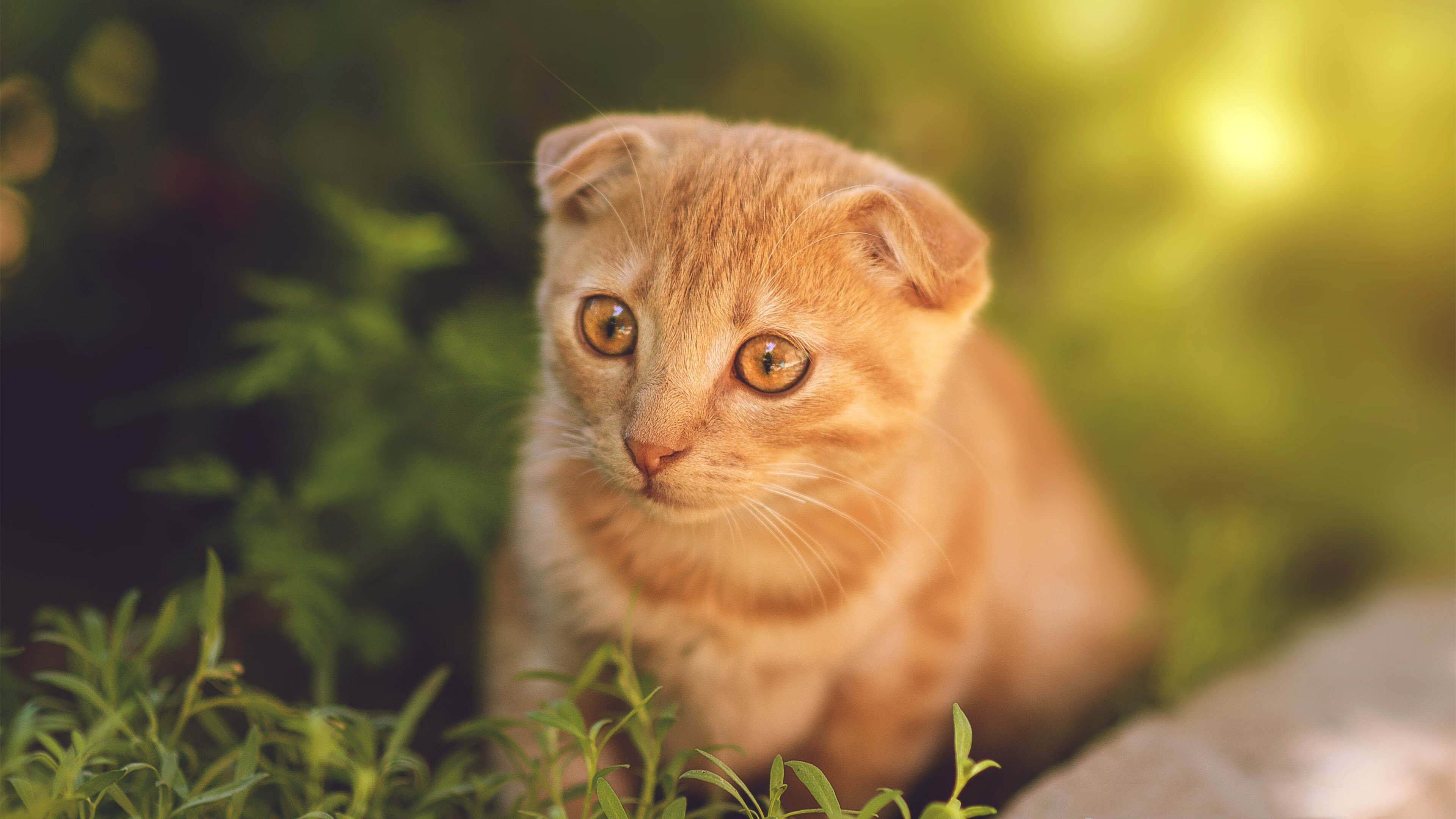 爱游戏平台-女子400自德国健将位列第八，德国800米女名将