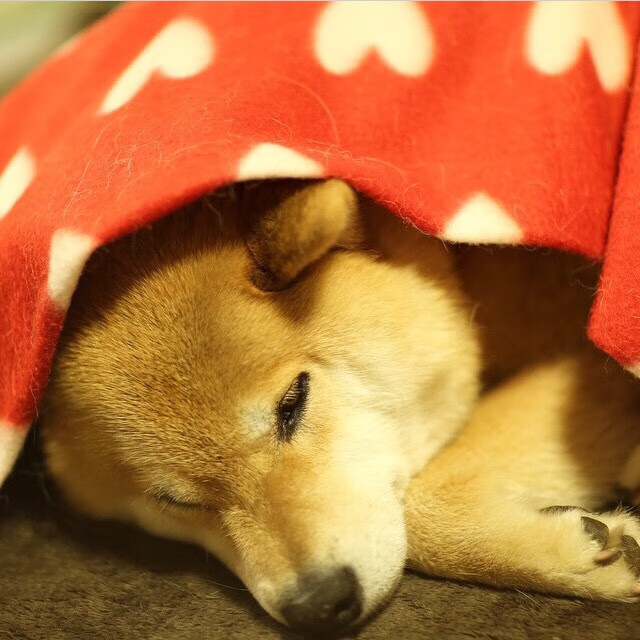 爱游戏官方-快攻得分占比最高的战术球队，一个完整的快攻战术