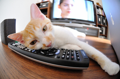 爱游戏体育平台-女子足球推动校园选材计划缩短球员成长路径周期，校园足球女足