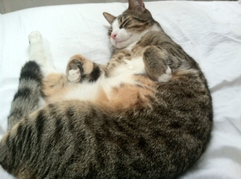 AYX GAME-巴西队在南美预赛中领先，出线几无悬念