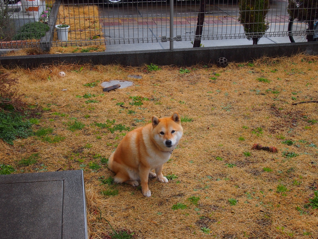 爱游戏 电竞-跳水动作精准吉尔吉斯斯坦稳步晋级，吉尔吉斯坦摔跤手