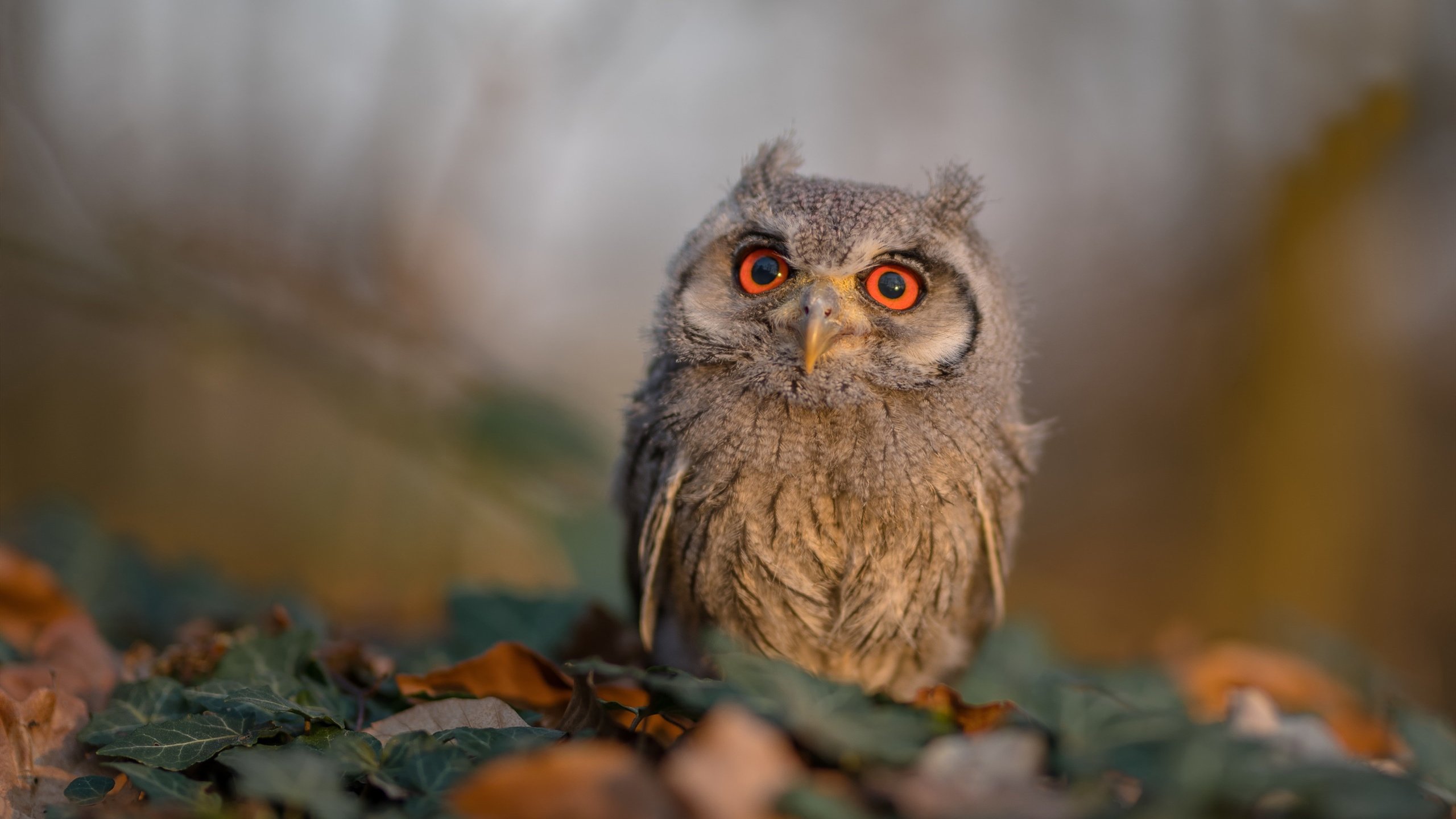 爱游戏下载-阿伦·斯密斯：全黑队的“掌控者”，带领球队不断突破极限